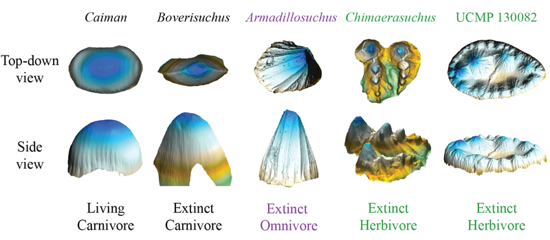 False-color 3D images showing the range in shape of crocodyliform teeth.